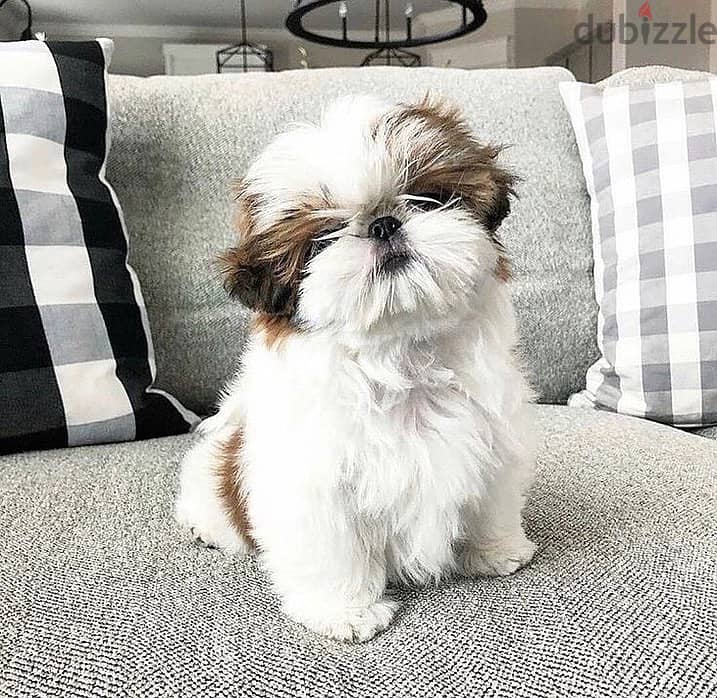 Shih Tzu puppies// WhatsApp +97455792932 0