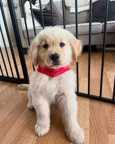 Golden Retriever// WhatsApp +97455792932