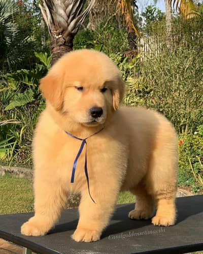 Golden Retriever puppies// Whatsapp +97455937699