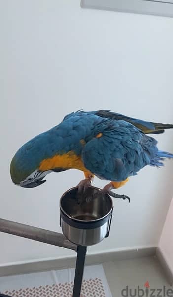 Golden Macaw 0