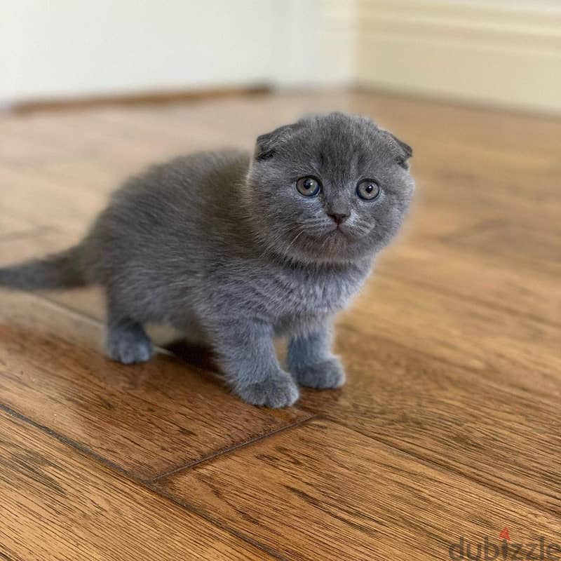 Scottish Fold Kitten 1