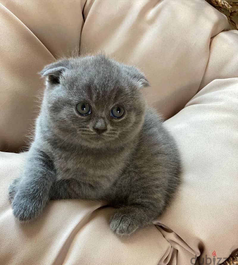 Scottish Fold Kitten 2