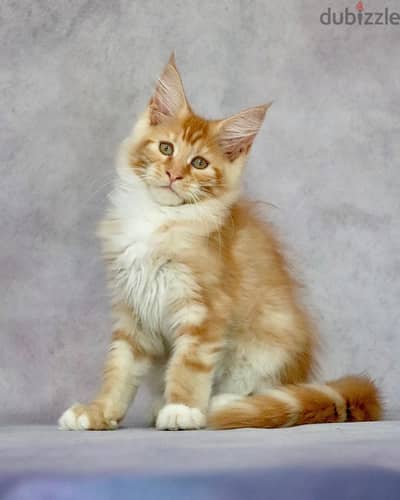 Maine coon kitten// WhatsApp +97455792932