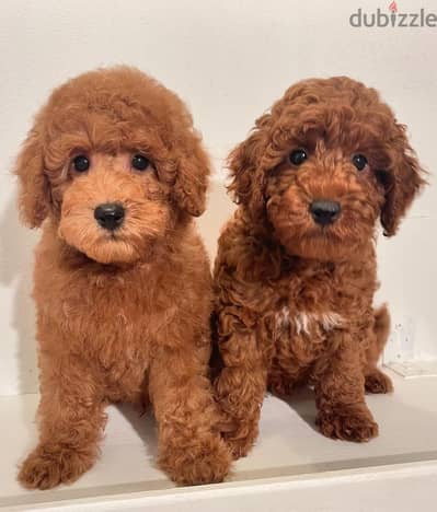 Poodle puppies// Whatsapp +97455937699