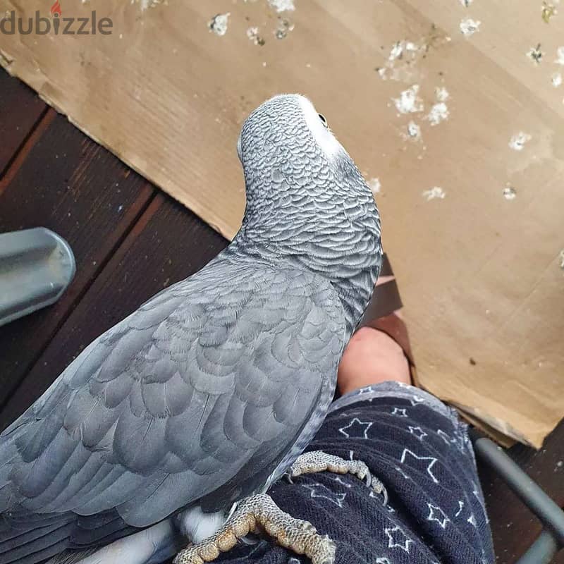 African grey parrot for sell 0