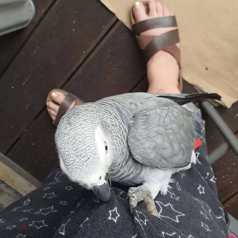 African grey parrot for sell 1