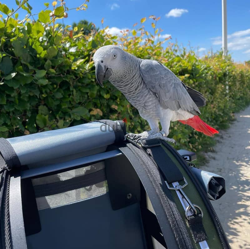 African grey parrot for sell 3