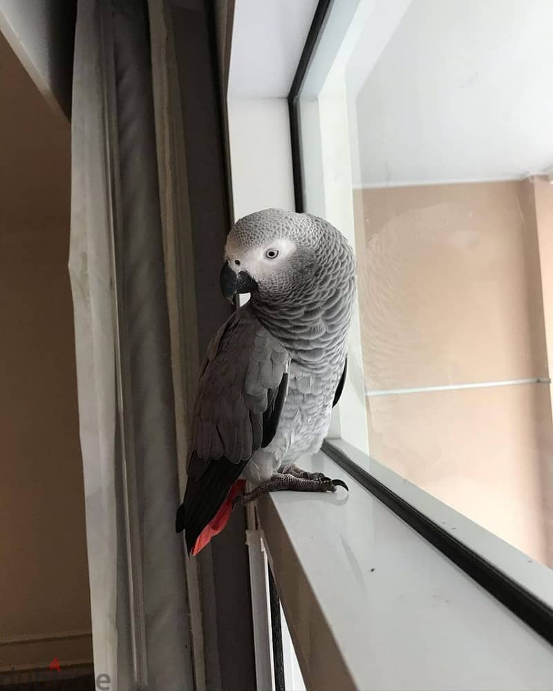 African grey parrot for sell 5