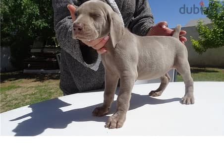 Whatsapp Me +966583921348 Weimaraner Puppies