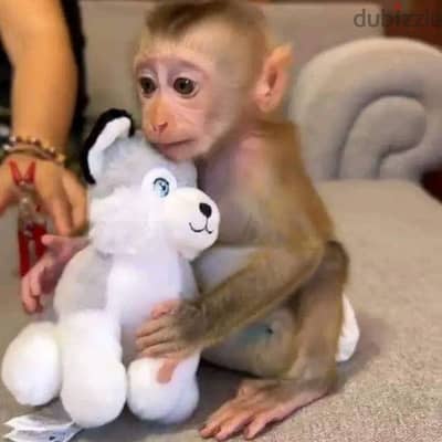 Capuchin monkeys// Whatsapp +97455937699