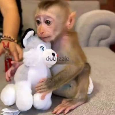 Capuchin monkeys// Whatsapp +97455937699