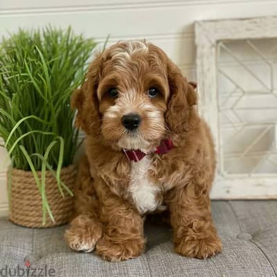 Cavapoo Puppies// WhatsApp +97455792932