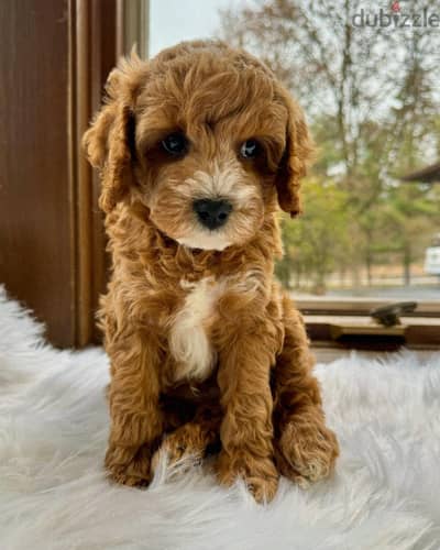 Cavapoo puppies// WhatsApp +97455792932