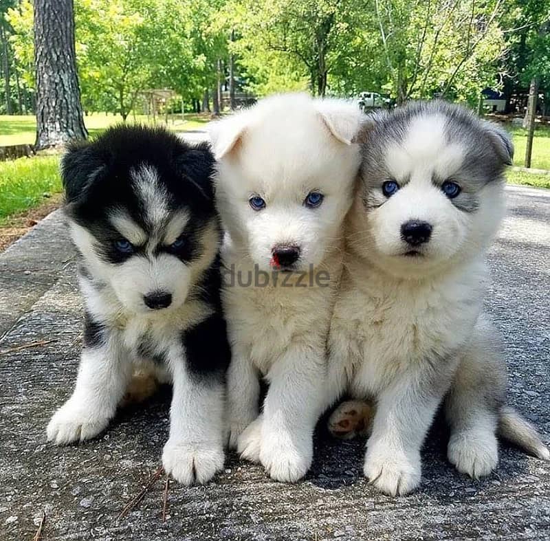 Siberian husky// WhatsApp +97455792932 0