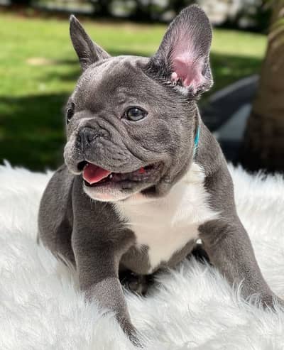 Cute French Bulldog puppies WhatsApp +4917629216066