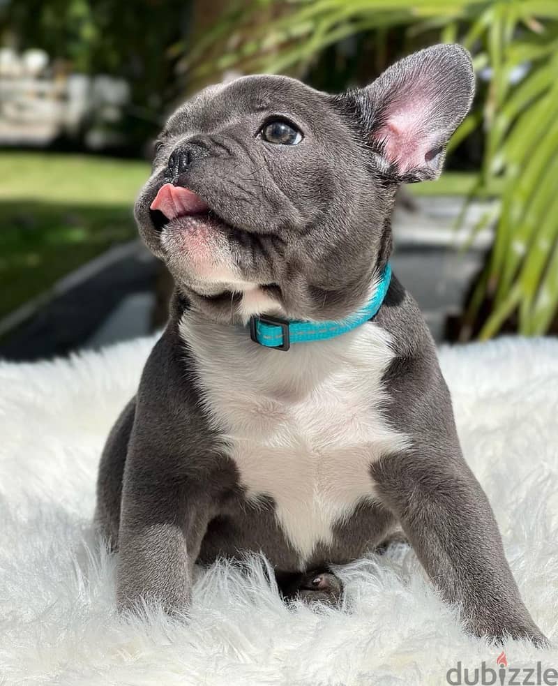 Cute French Bulldog puppies WhatsApp +4917629216066 1