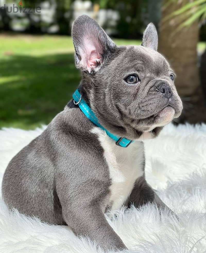 Cute French Bulldog puppies WhatsApp +4917629216066 2