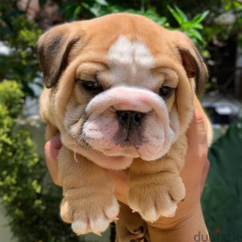 English Bulldog Puppies 0