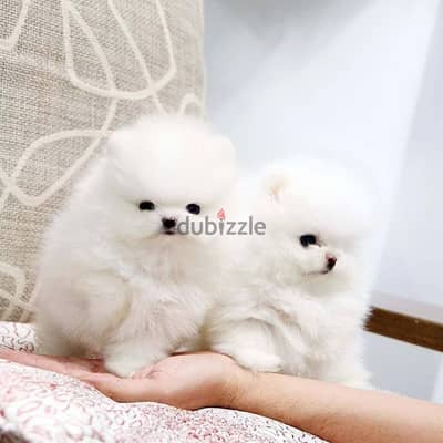 Pome_ranian Puppies