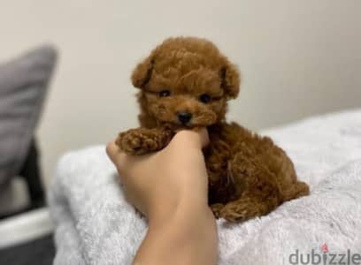 Small Size Poodle puppy