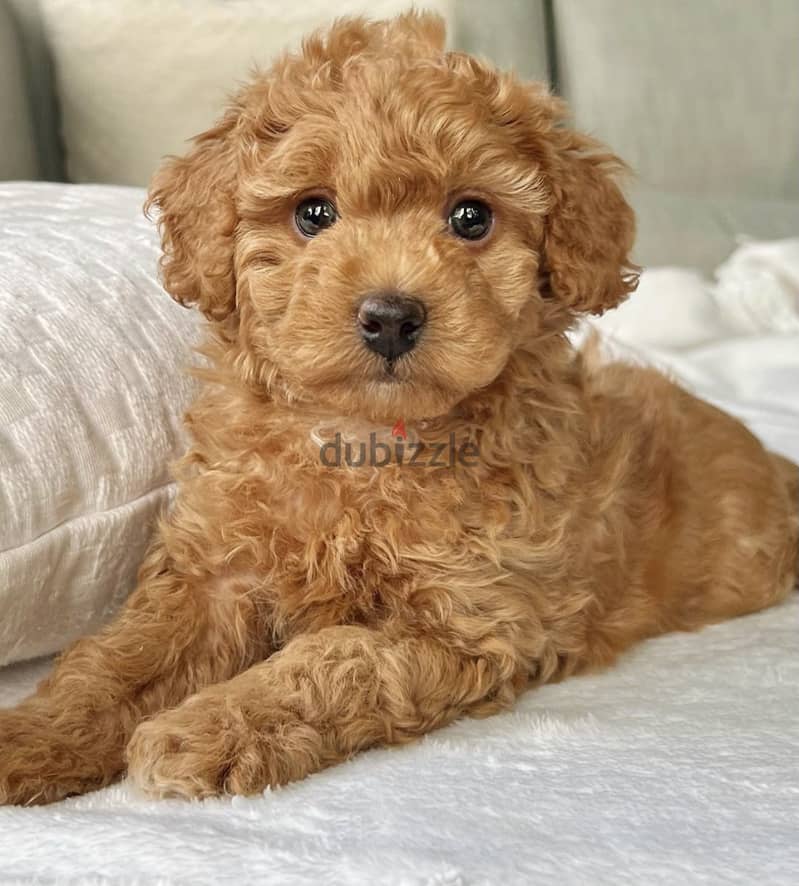 Healthy  Raised Toy Poodle Puppies 0