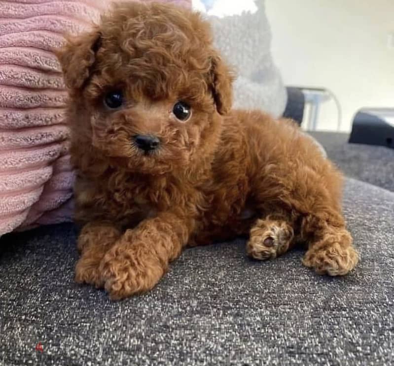 Healthy  Raised Toy Poodle Puppies 1