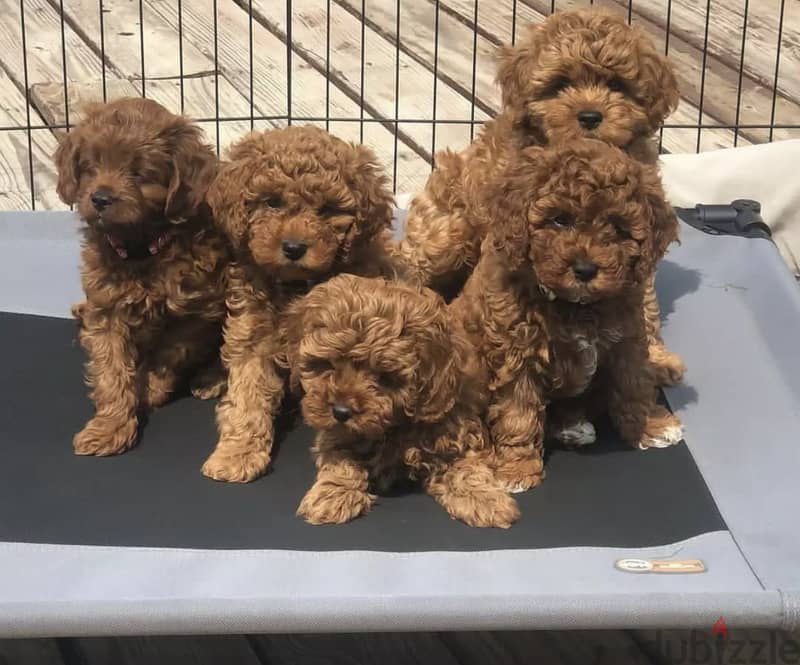 Healthy  Raised Toy Poodle Puppies 2