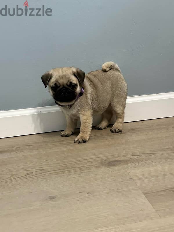 Pug puppy for sale 1