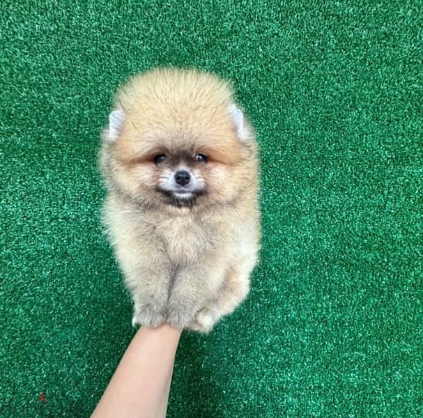 Male Pomeranian puppy 0