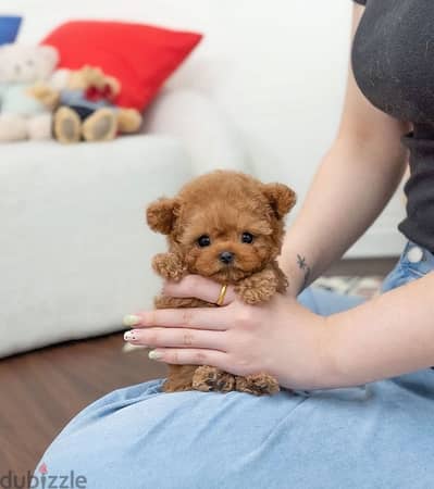 Mini poodle puppy