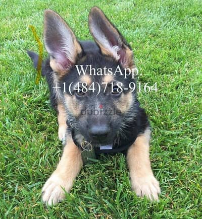 Male German Shepherd  for sale