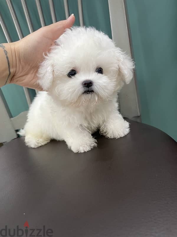 White Mini Poodle puppy 0