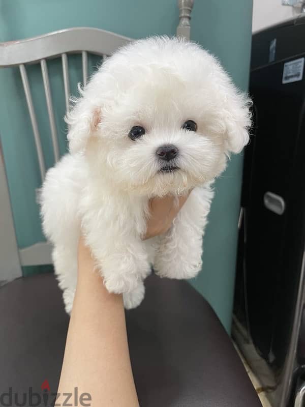 White Mini Poodle puppy 1