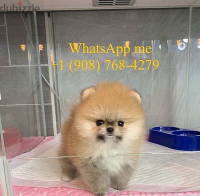 Playful  Mini Pomeranian puppy