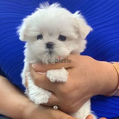 Bichon Maltese puppy