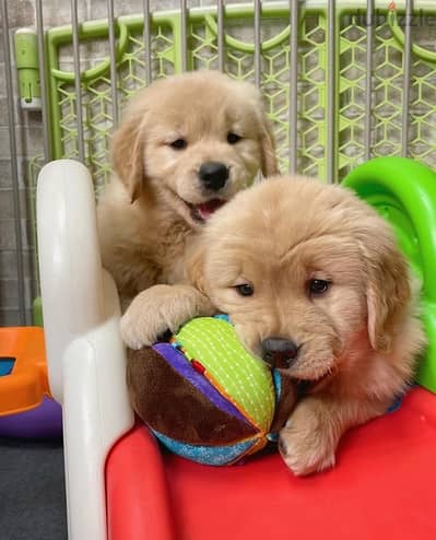 Male & Female Golden Retriever  puppy’s