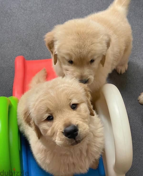 Male & Female Golden Retriever  puppy’s 1