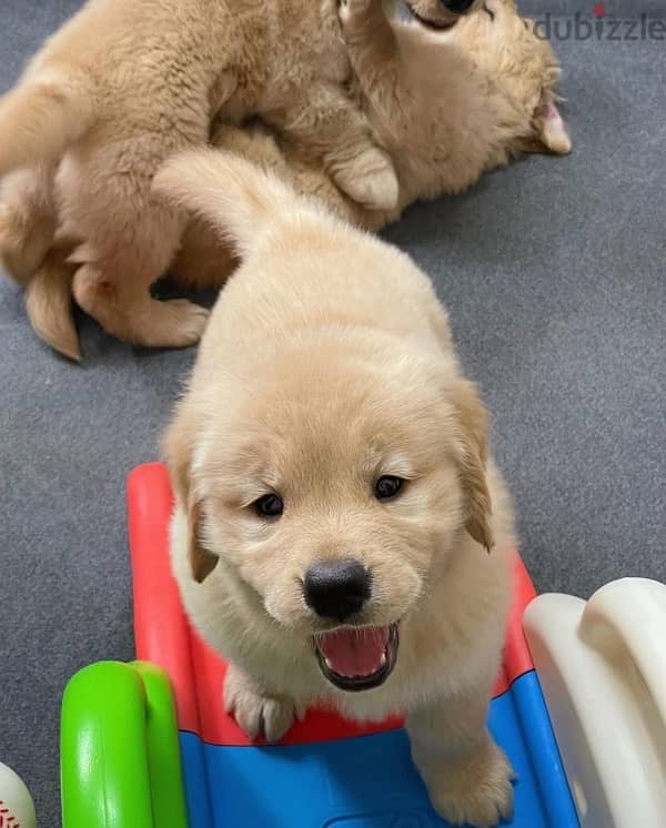 Male & Female Golden Retriever  puppy’s 2