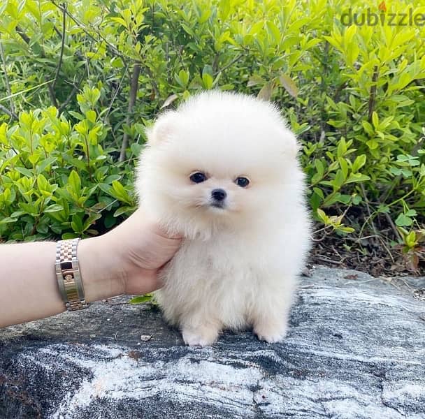 White Purebred Pomeranian puppy 0