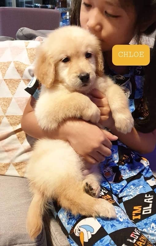 Male Golden Retriever puppy 0