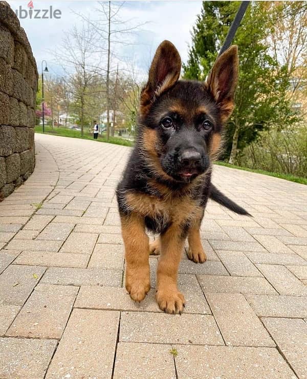 Male German Shepherd  puppy 0