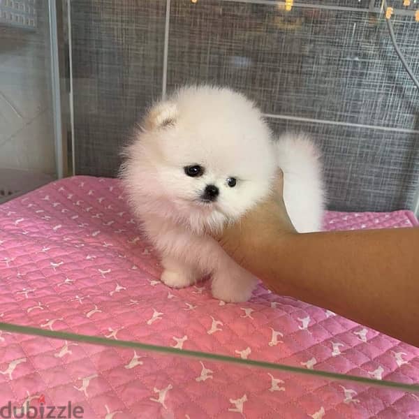 Tcup Pomeranian puppy 0