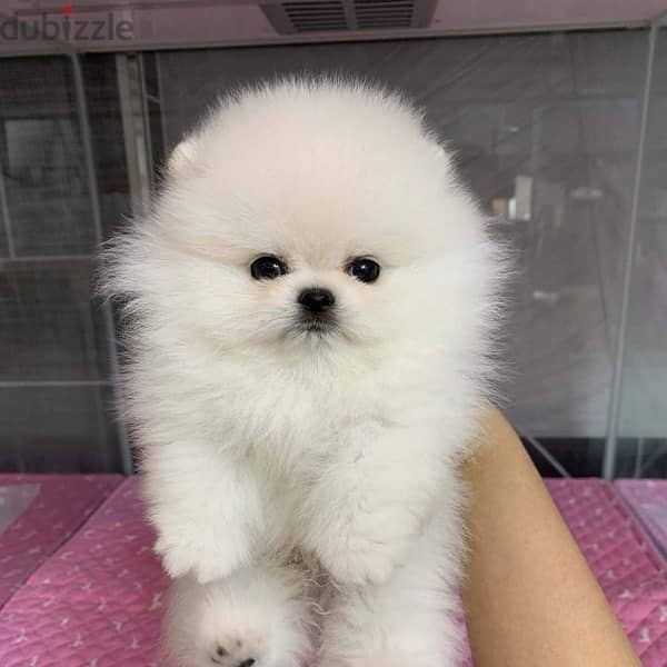 Tcup Pomeranian puppy 1