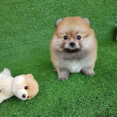 Cute Male Pomeranian puppy