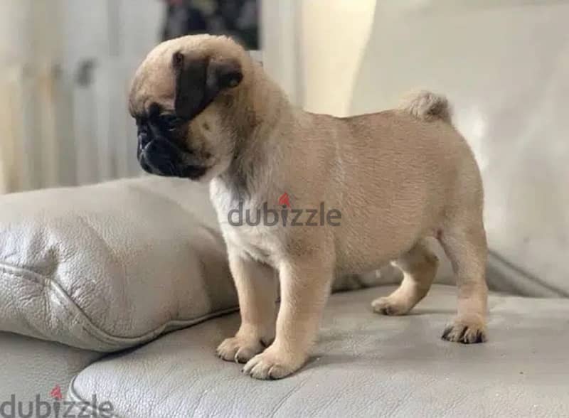 Trained Male Pug puppy 0