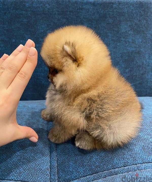 Super Mini Pomeranian puppy 0