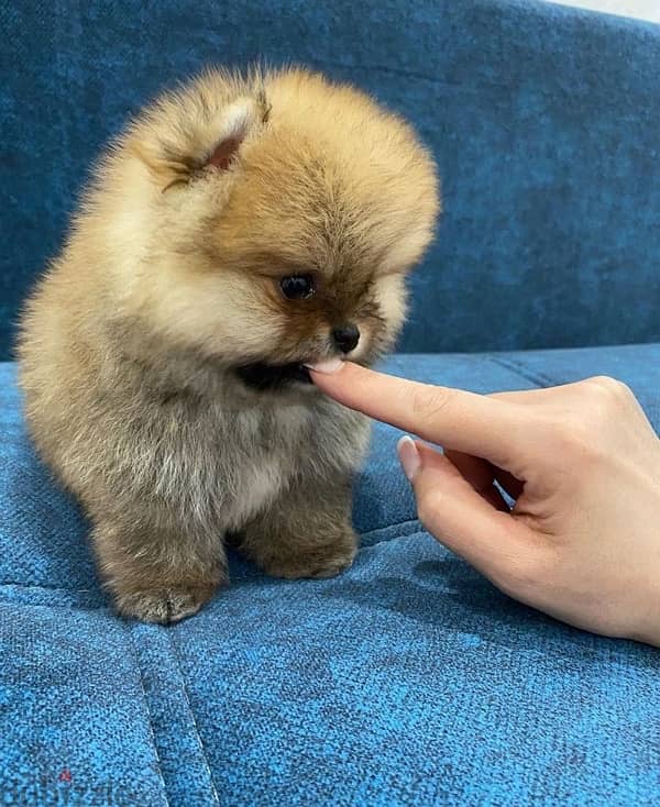 Super Mini Pomeranian puppy 1