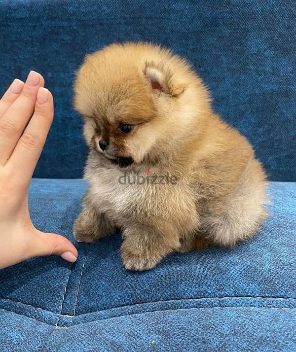 Super Mini Pomeranian puppy 2