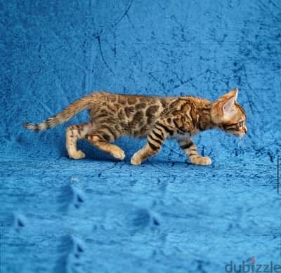 Female Bengal Kitten