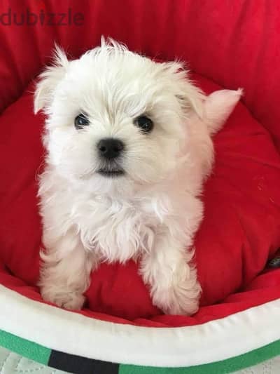 Female Bichon Maltese puppy